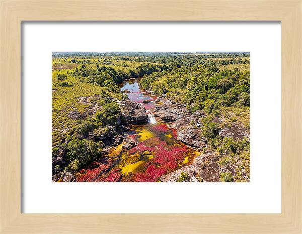Cano Cristales In Bloom
