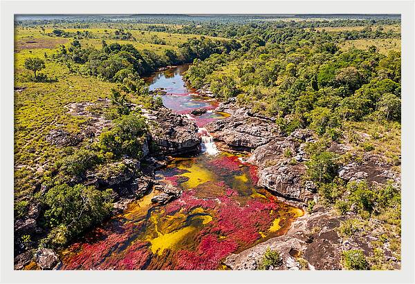 Cano Cristales In Bloom