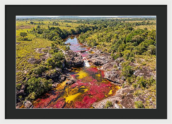 Cano Cristales In Bloom
