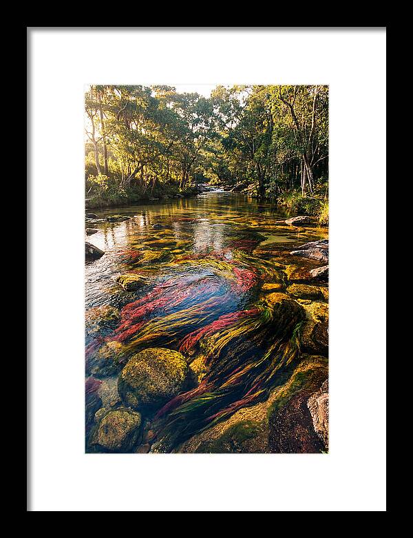 Cano Cristales River Serenity