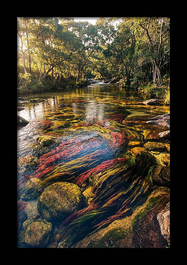 Cano Cristales River Serenity