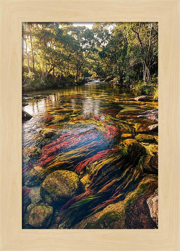Cano Cristales River Serenity