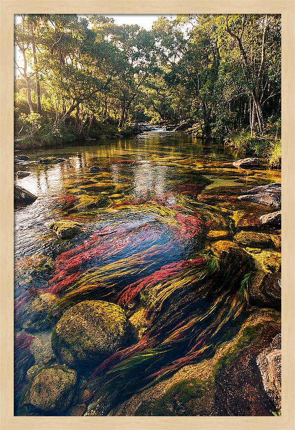 Cano Cristales River Serenity