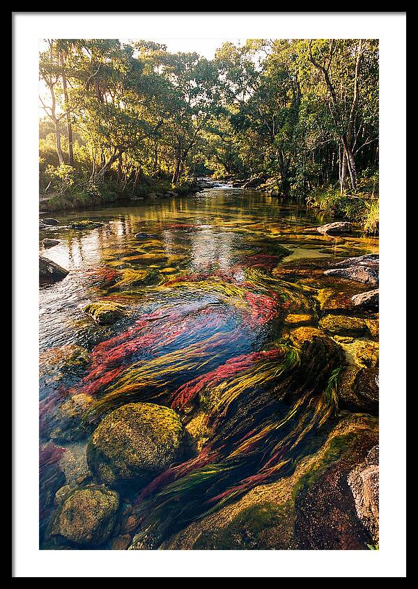 Cano Cristales River Serenity