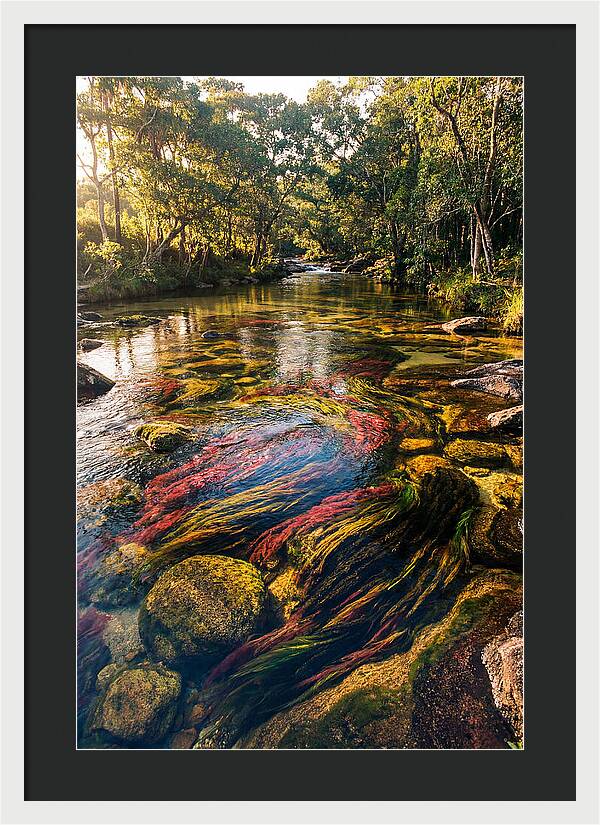 Cano Cristales River Serenity