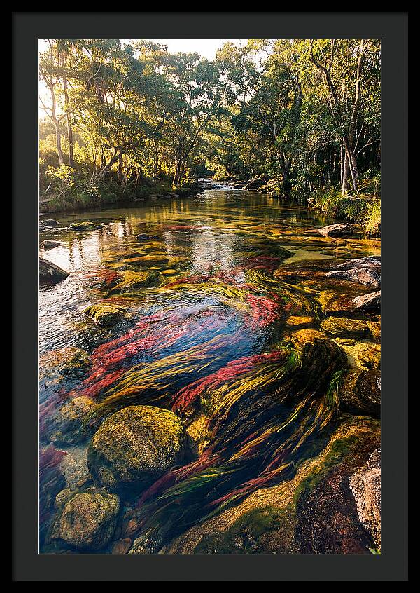 Cano Cristales River Serenity