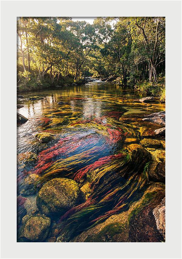 Cano Cristales River Serenity