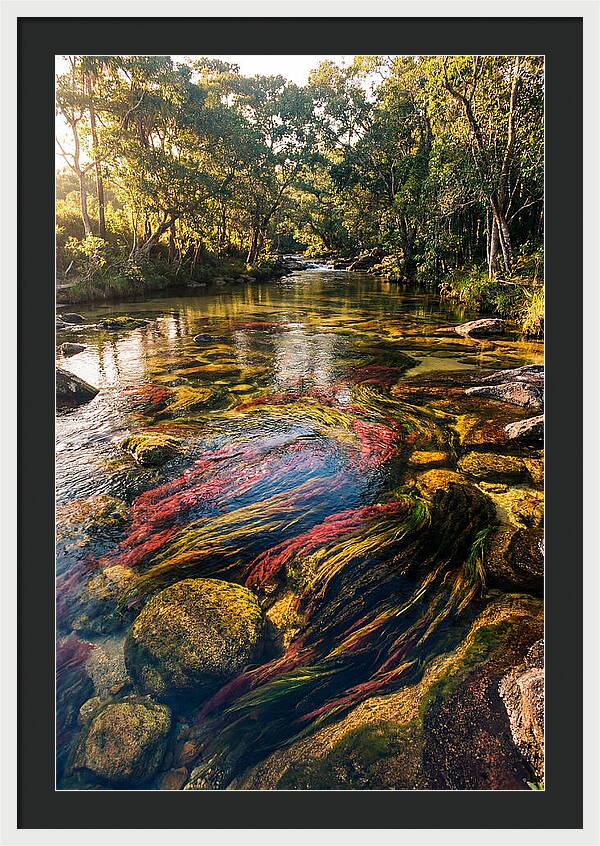 Cano Cristales River Serenity