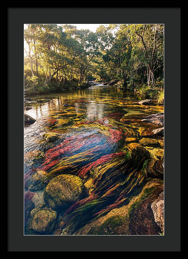 Cano Cristales River Serenity