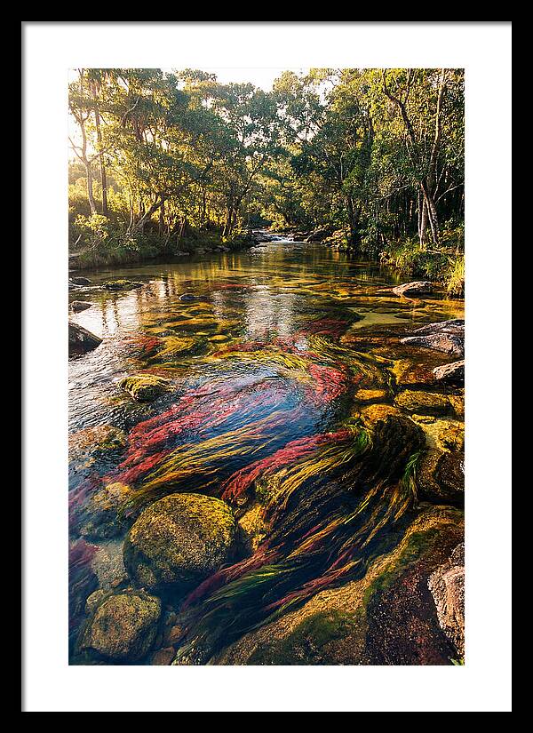 Cano Cristales River Serenity