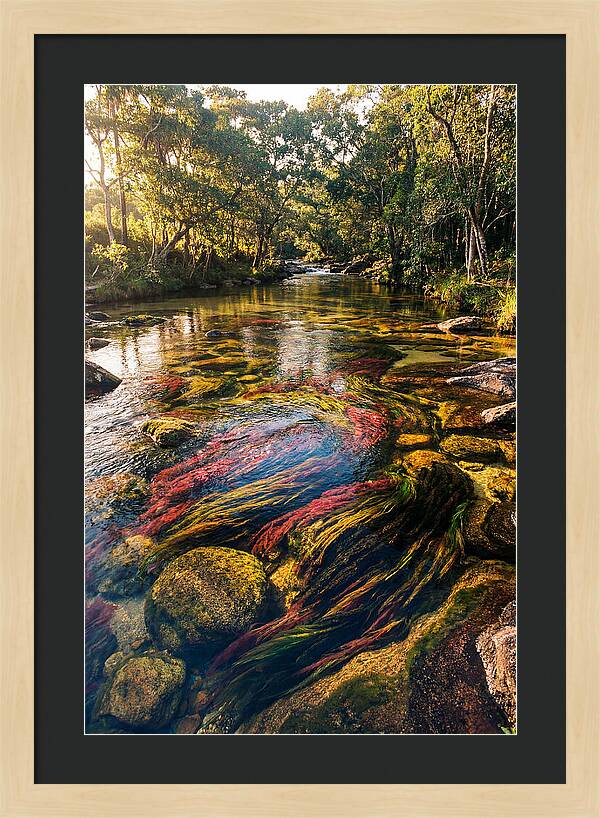 Cano Cristales River Serenity
