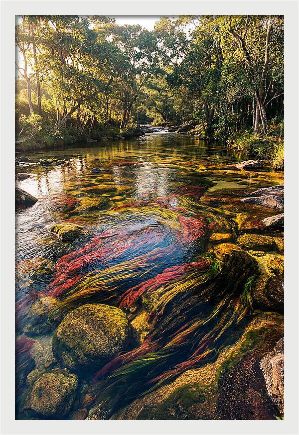 Cano Cristales River Serenity