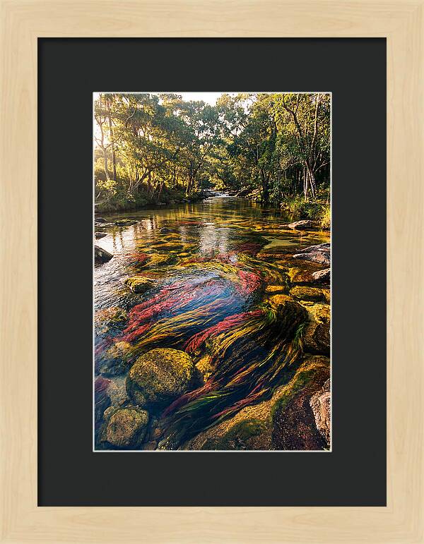 Cano Cristales River Serenity