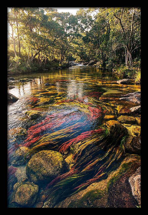 Cano Cristales River Serenity