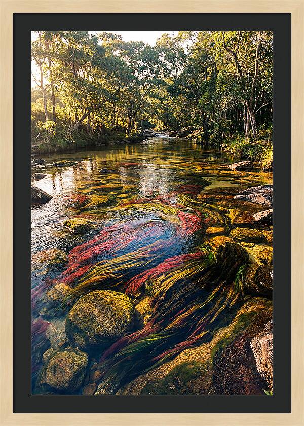 Cano Cristales River Serenity