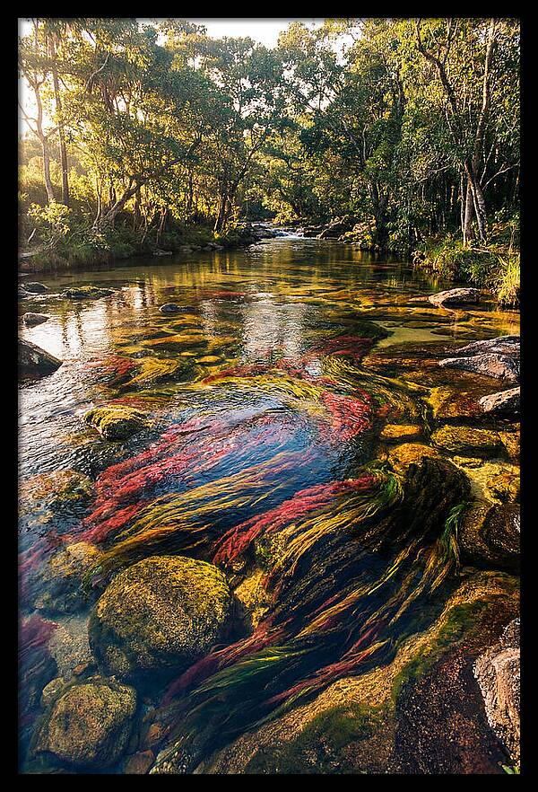 Cano Cristales River Serenity