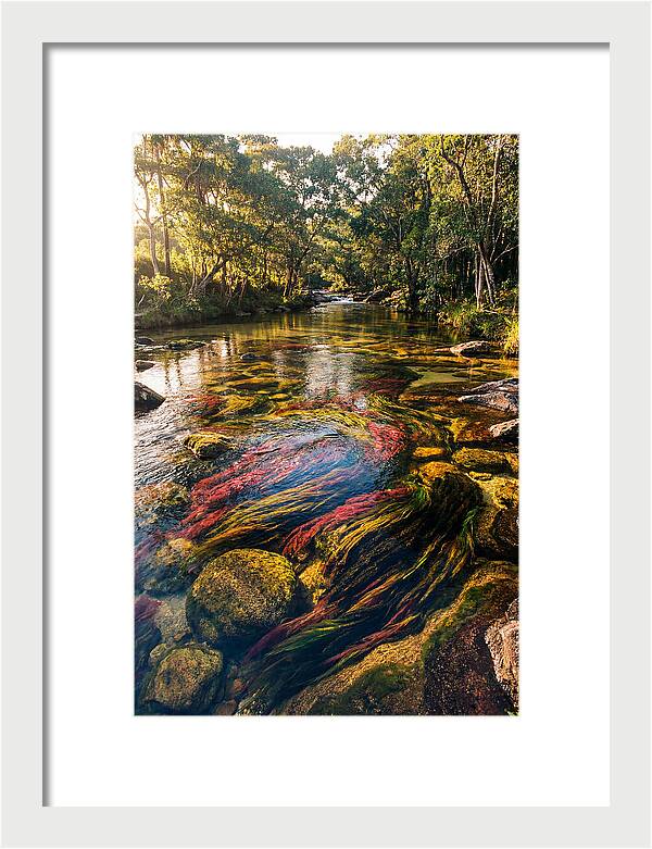 Cano Cristales River Serenity