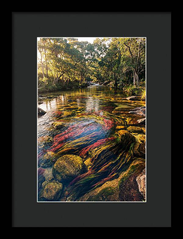 Cano Cristales River Serenity