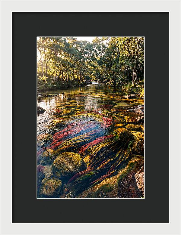 Cano Cristales River Serenity