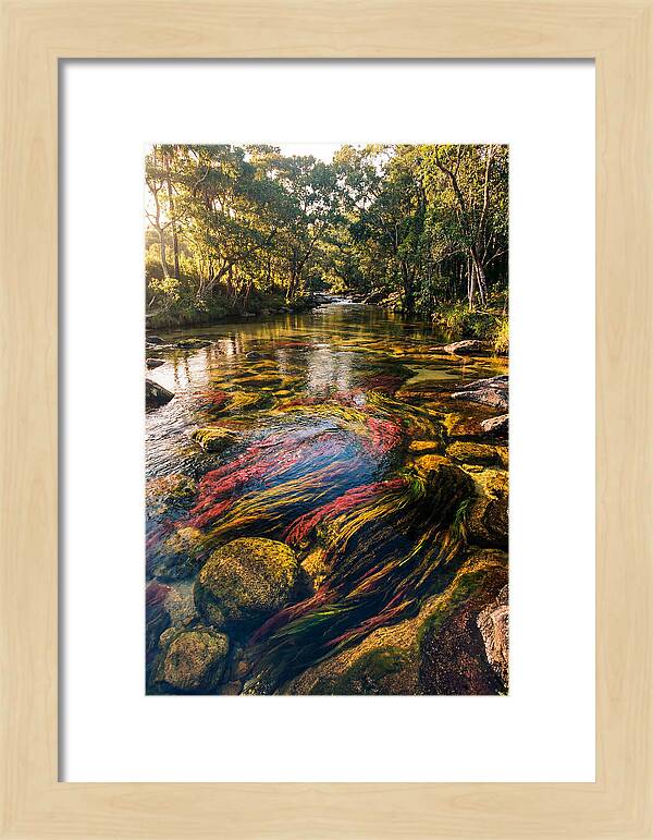 Cano Cristales River Serenity