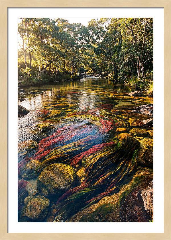 Cano Cristales River Serenity