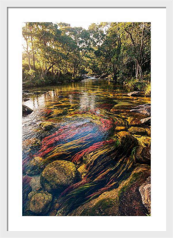 Cano Cristales River Serenity
