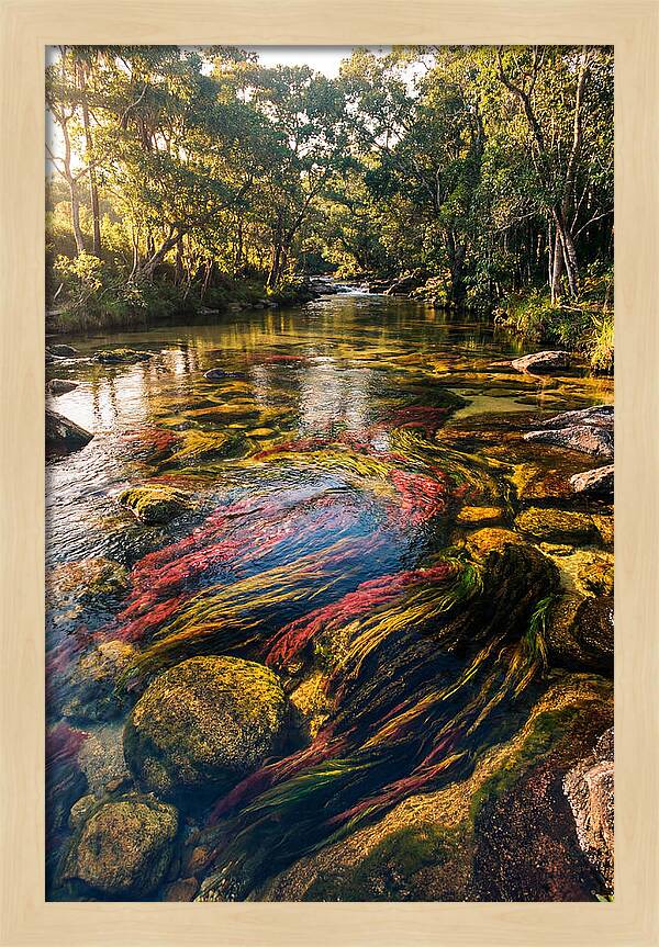 Cano Cristales River Serenity