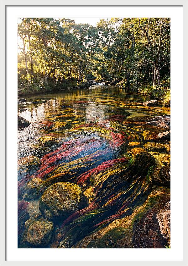 Cano Cristales River Serenity