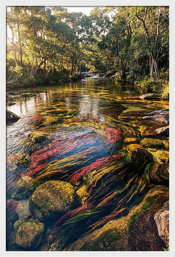 Cano Cristales River Serenity