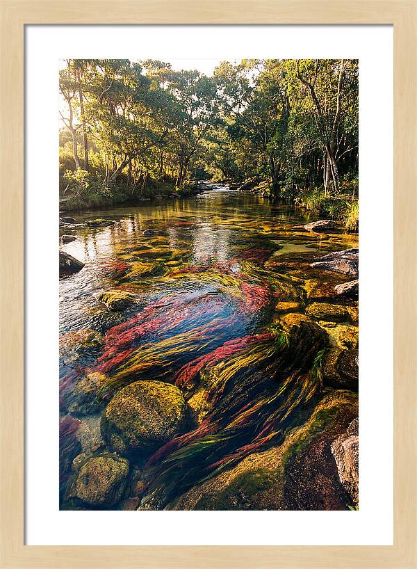 Cano Cristales River Serenity