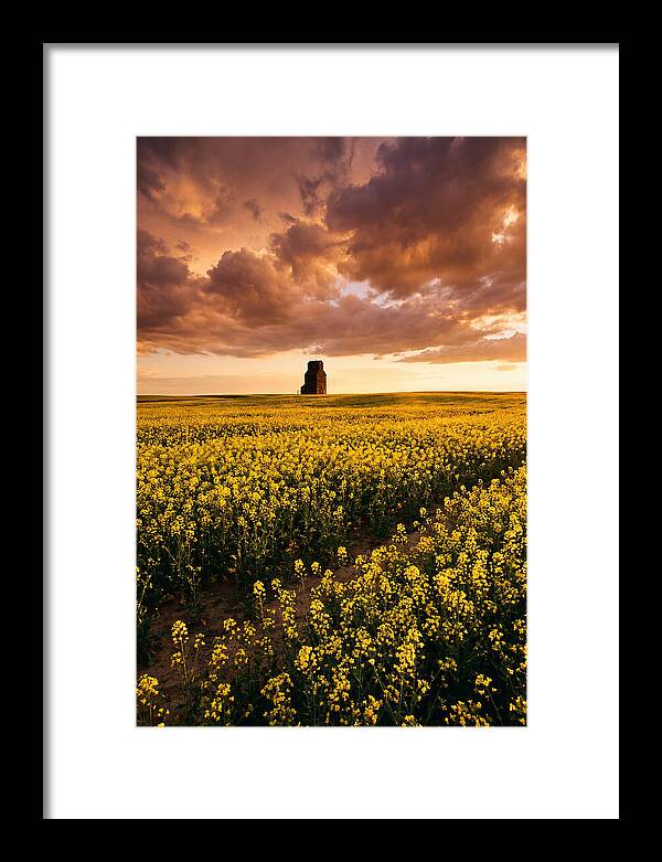 Canola Field At Golden Hour