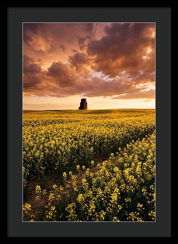 Canola Field At Golden Hour
