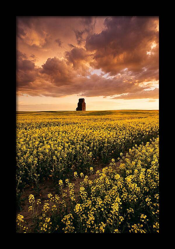 Canola Field At Golden Hour