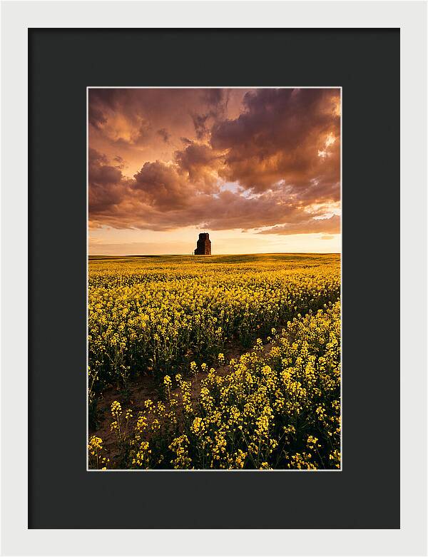 Canola Field At Golden Hour