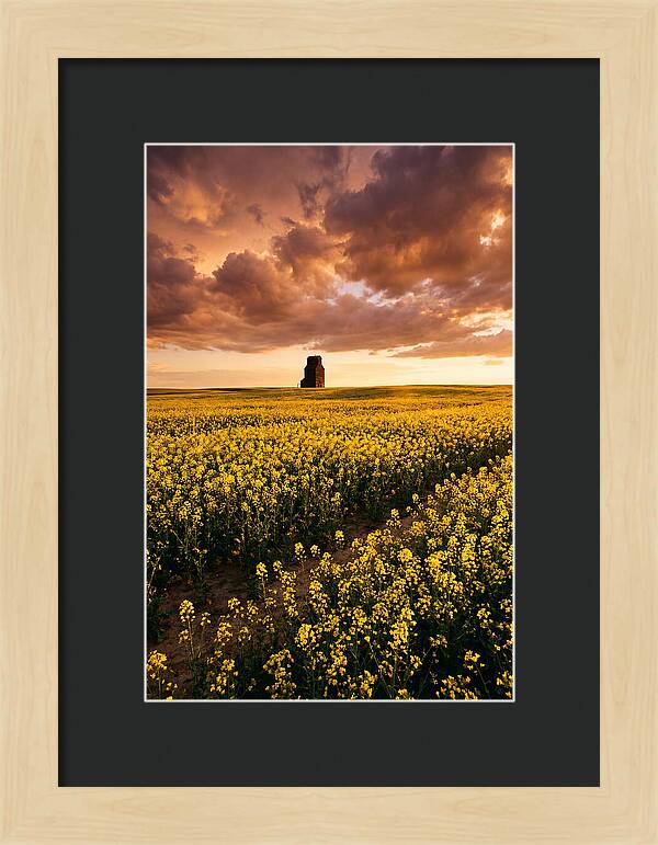 Canola Field At Golden Hour