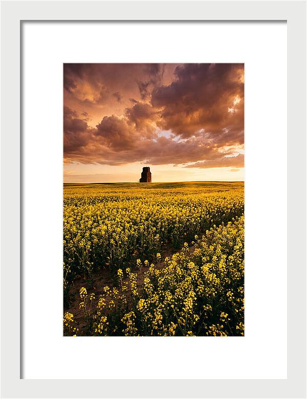 Canola Field At Golden Hour