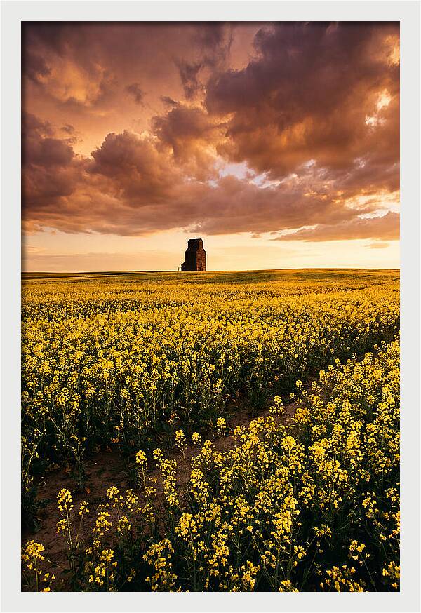 Canola Field At Golden Hour