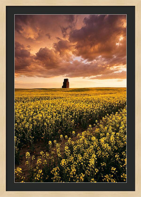 Canola Field At Golden Hour
