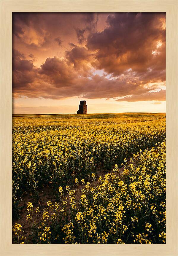 Canola Field At Golden Hour