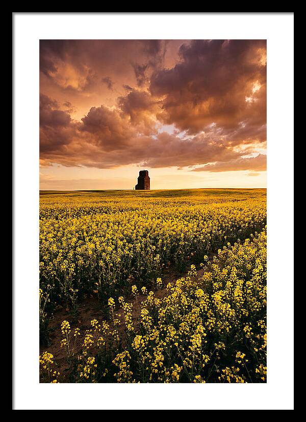 Canola Field At Golden Hour