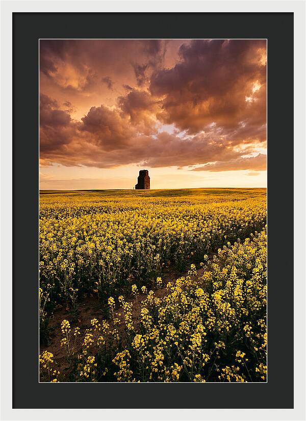 Canola Field At Golden Hour