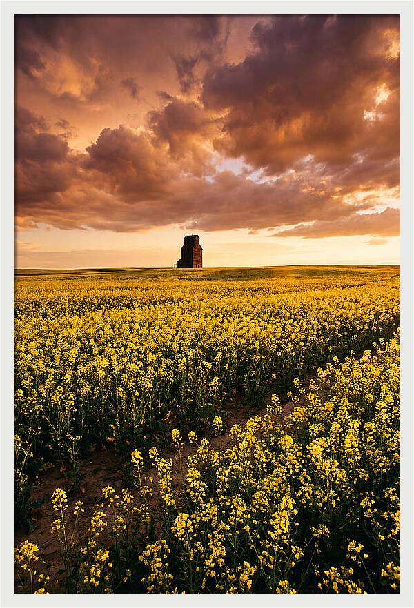 Canola Field At Golden Hour