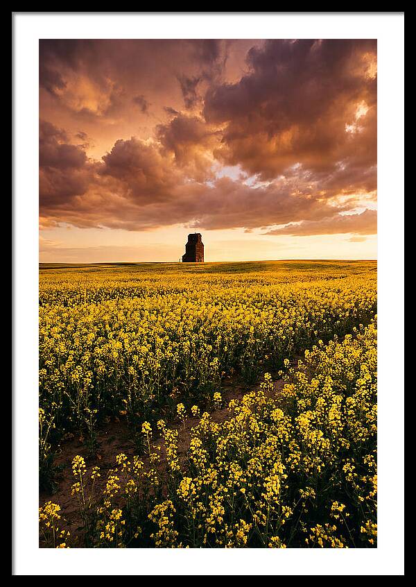Canola Field At Golden Hour
