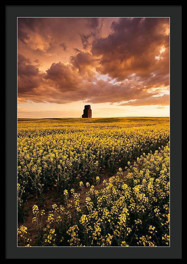 Canola Field At Golden Hour