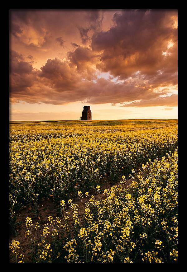 Canola Field At Golden Hour