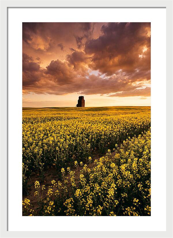Canola Field At Golden Hour
