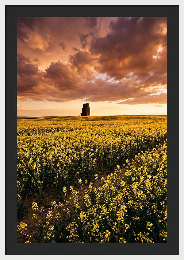 Canola Field At Golden Hour