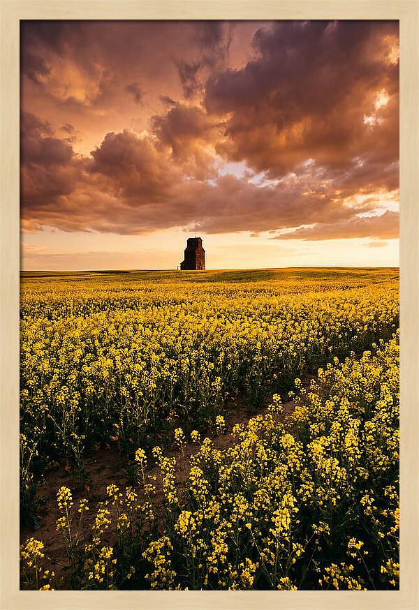 Canola Field At Golden Hour