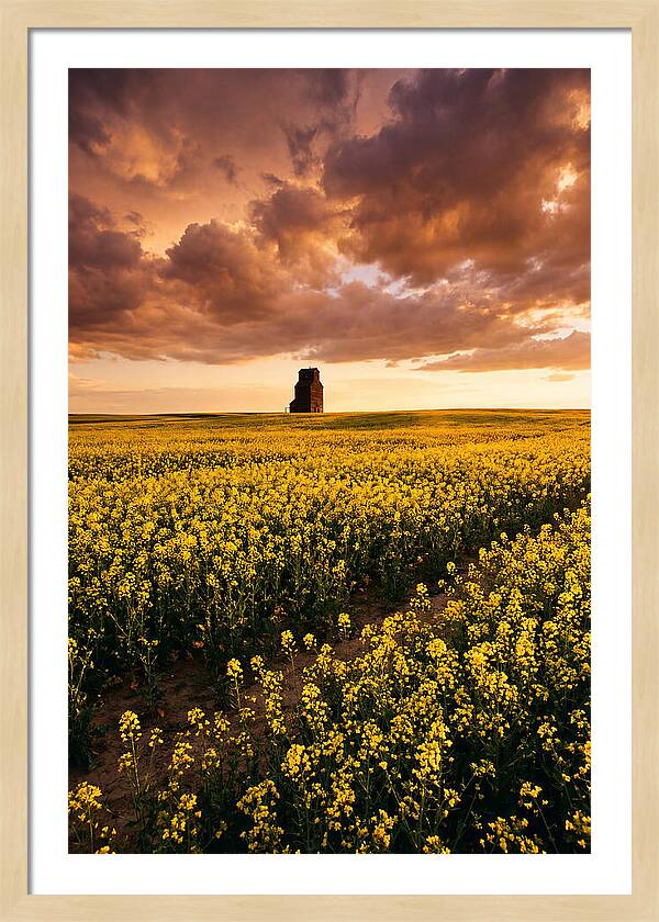 Canola Field At Golden Hour
