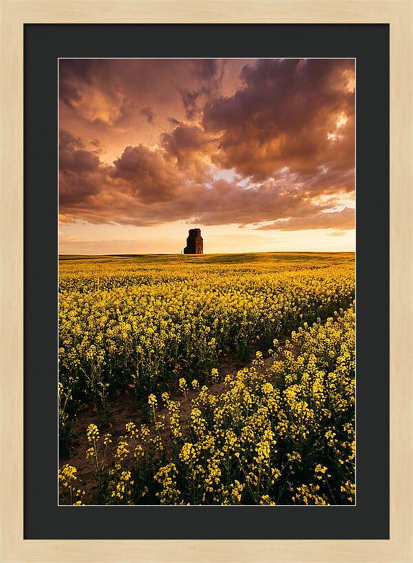 Canola Field At Golden Hour